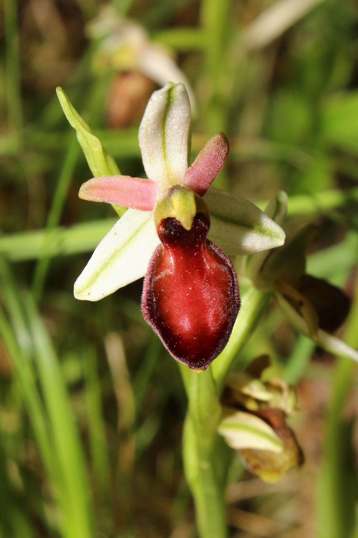 Orchidee dell''Imperiese